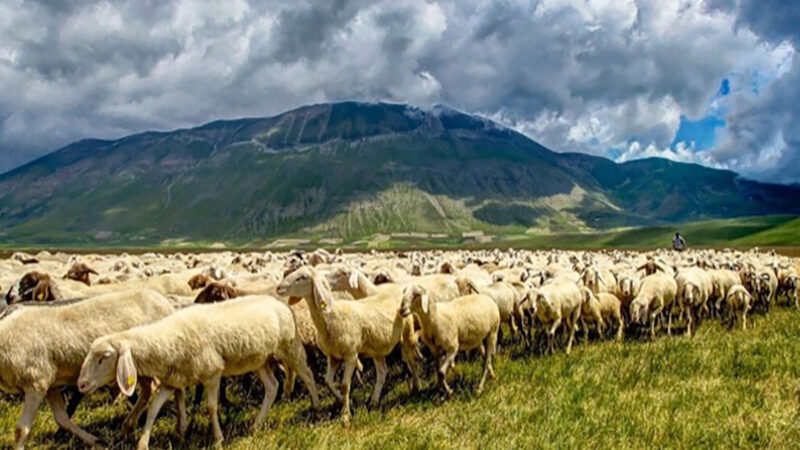 Tratturi e transumanze. Le vie della pastorizia, tra Abruzzo e Puglia, e l’arte della lana che portò Leonardo a L’Aquila