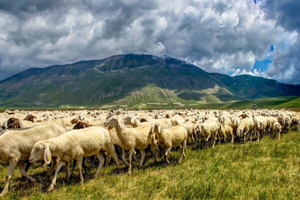 Tratturi e transumanze. Le vie della pastorizia, tra Abruzzo e Puglia, e l’arte della lana che portò Leonardo a L’Aquila
